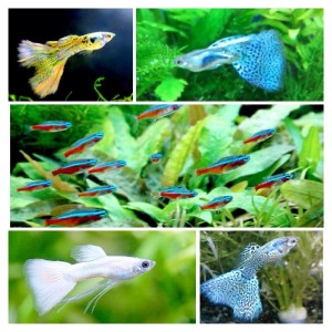 熱帯魚1