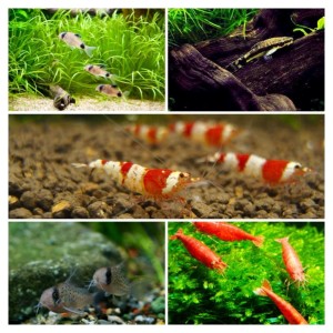 熱帯魚2